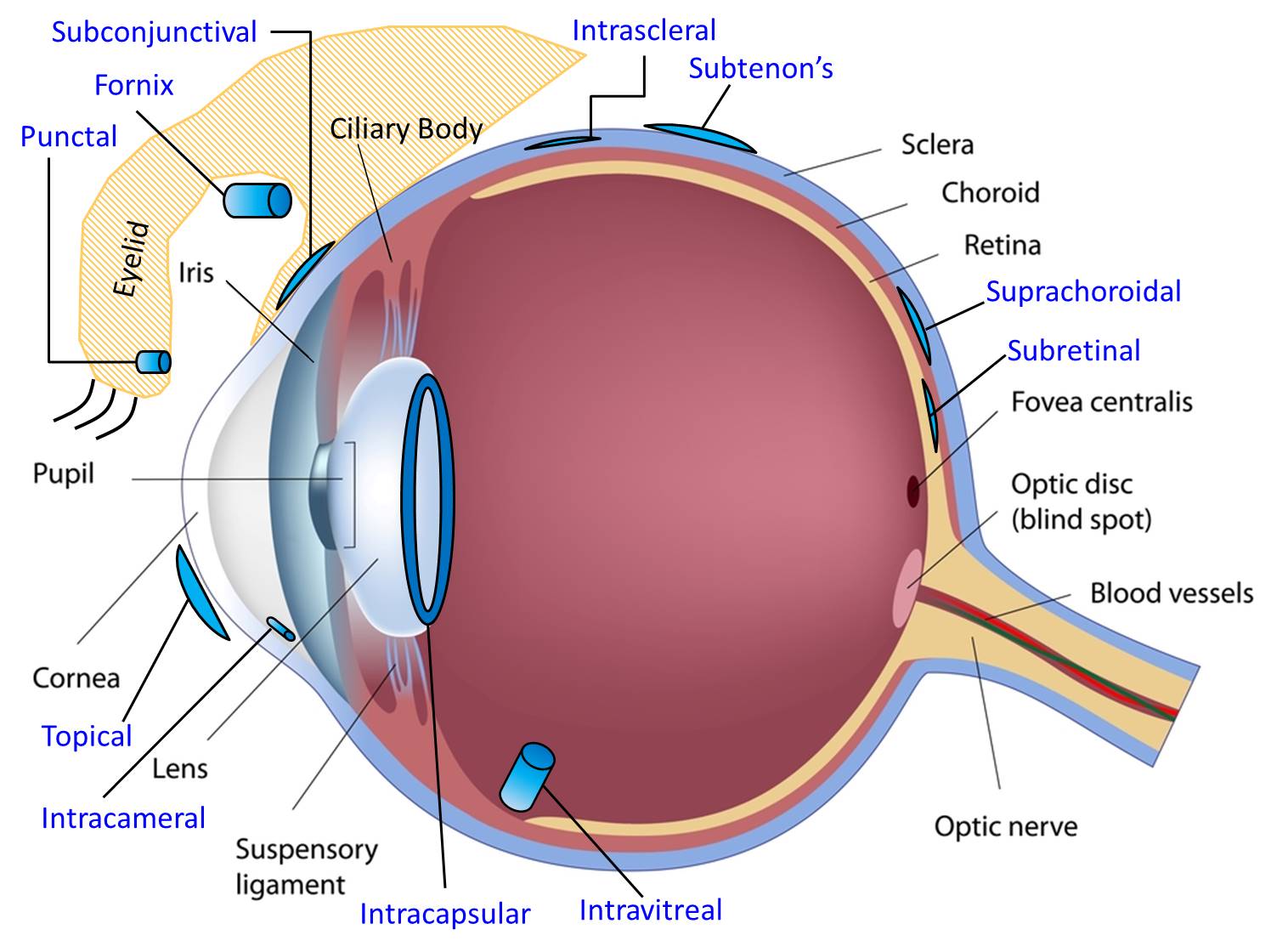 Medir tension ocular en casa